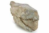 Gorgeous, Fossil Oreodont (Merycoidodon) Skull - South Dakota #249251-6